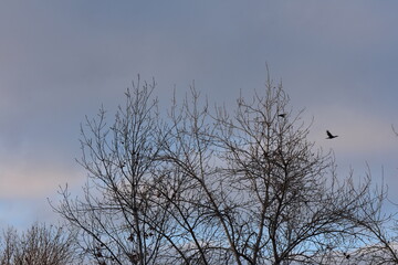 branches against sky with flock of birds