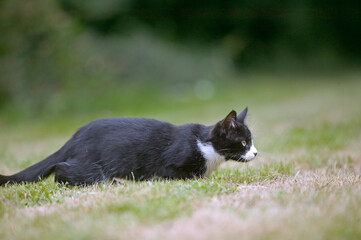 Obraz premium Chaton