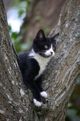 Obraz premium Chaton