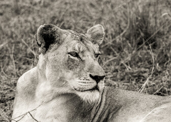 Lioness portrait