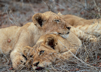 Lion cubs resting in grass