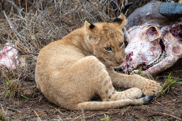 Lion cub and prey