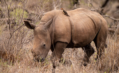Fototapeta premium African rhino calf