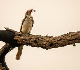 Yellow-billed hornbill