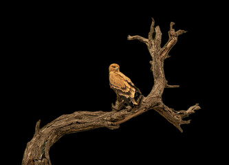 African eagle with black background