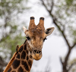Head of giraffe in savanna