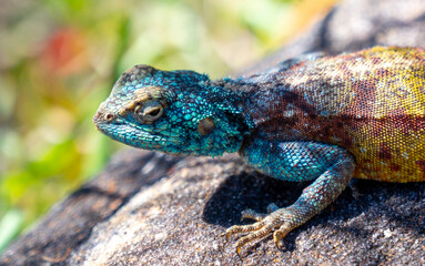 Tree Agama in South Africa