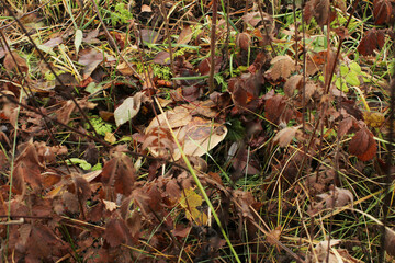 mushroom in a fallen leaf