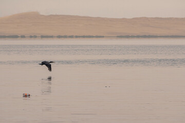Naklejka premium Paracas y Huacachina