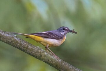 pliszka górska (Motacilla cinerea)