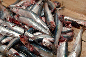 Alici di Menaica or Menaica’s anchovies are anchovies that are washed on board the fishing boat and whose heads are removed to clean them of blood and then put in salt in Pisciotta Cilento Campania IT