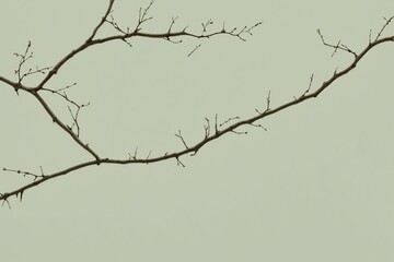 Fototapeta premium Tree Branches with Roots Extending Beneath, Set Against a Clean, Minimal White Background