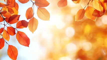 Vibrant Autumn Leaves Glowing in Soft Light, Capturing the Essence of Fall Colors and Nature's Beauty in a Crisp, Refreshing Atmosphere