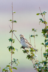 Grauammer auf einer Sitzwarte	
