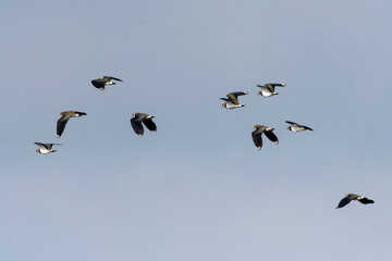 Fliegende Kiebitze im Herbst an der Ostsee in Schweden	