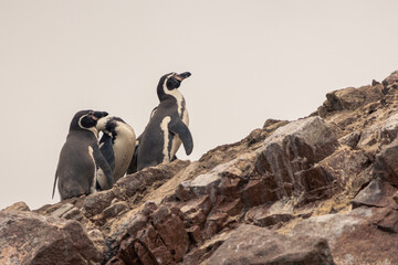 Paracas y Huacachina