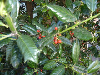 A beautiful tree that is full of vibrant green leaves and bright red berries