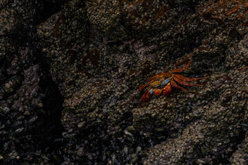 Paracas y Huacachina