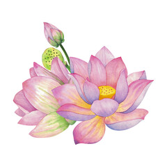 Pink lotus flower with bud and box. Isolated on background Watercolor illustration. Composition For design, decor and printing, souvenirs and postcards, typography