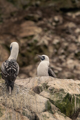 Peru