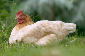 Poule