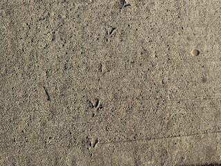 bird feet prints in sidewalk cement close up