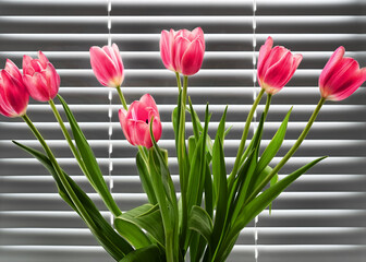 Bouquet of pink tulips on the background of metallic gray blinds.