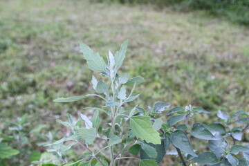 A small plant with vibrant green leaves is growing in the grass