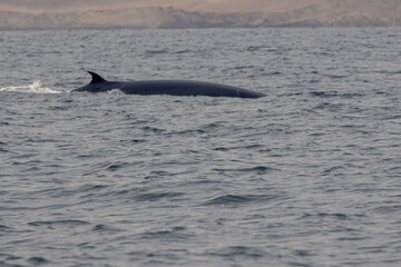 Fototapeta premium Peru
