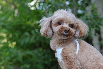 植物を背景にお座りするトイ・プードル