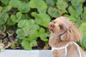植物を背景にお座りしているトイ・プードル