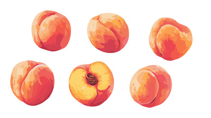 Vector watercolor style peach apricot Illustration clipart peaches apricots isolated on a white background