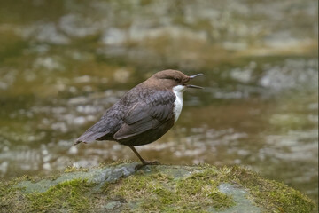 Pluszcz  (Cinclus cinclus)