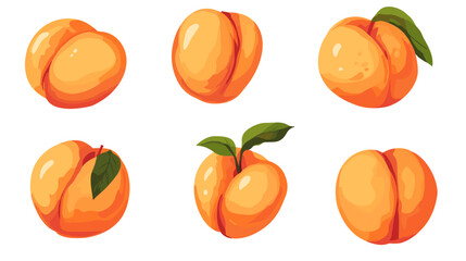 Vector watercolor style peach apricot Illustration clipart peaches apricots isolated on a white background