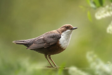 Pluszcz  (Cinclus cinclus)