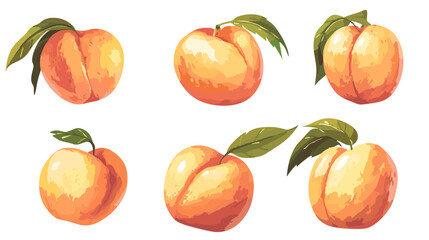 Vector watercolor style peach apricot Illustration clipart peaches apricots isolated on a white background