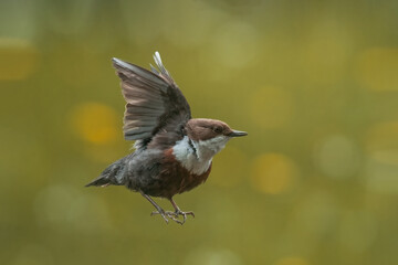 Pluszcz  (Cinclus cinclus)