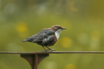 Pluszcz  (Cinclus cinclus)