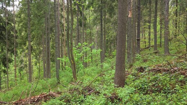 Birds singing in a mountain forest with evergreen trees and young juicy spring greenery. Ukrainian Carpathians, village Slavske.