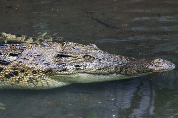 Close-Up of a Saltwater Crocodile or Crocodylus porosus Partially Submerged in Water