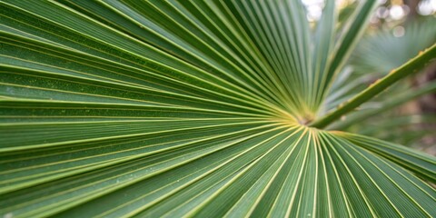 Obraz premium Close-up view of a vibrant green palm frond, showcasing the intricate detail and radiating pattern of its numerous leaflets