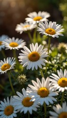 Daisies in the sunlight.