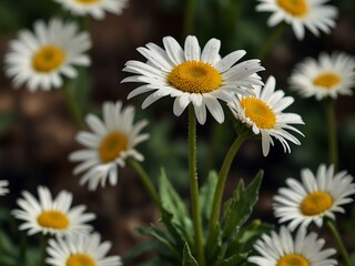 Fototapeta premium Daisy flower, spring-themed image.