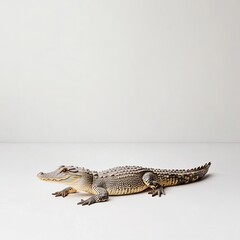 Naklejka premium Realistic representation of a detailed crocodile model featuring textured scales and a lifelike posture, perfect for educational purposes or wildlife photography collections