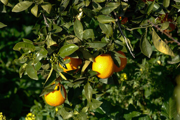 Arance di Ribera is a typical orange produced in Sicily near Agrigento