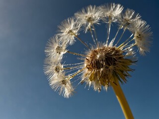 Fototapeta premium Dandelion against a clear blue sky.