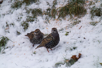 a group of young starlings, sturnus vulgaris, sitting in the snow and eating food for birds