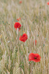 Naklejka premium Coquelicots