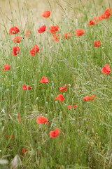 Coquelicots