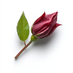 Vibrant Roselle Flower with Deep Red Petals and Verdant Leaves on Display